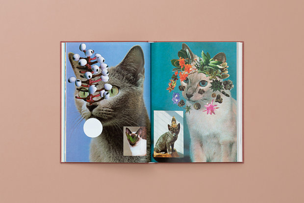 Stephen Eichhorn, Cats and Plants Book, Zioxla